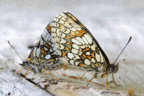 Heath Fritillary