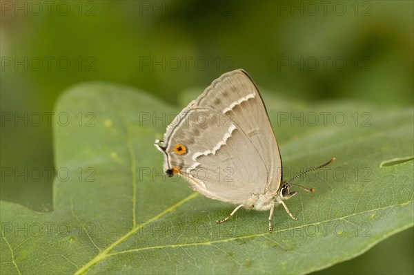 Purple hairstreak