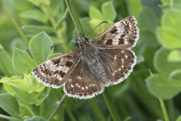 Dingy Skipper