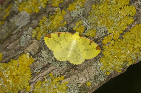 Brimstone Moth