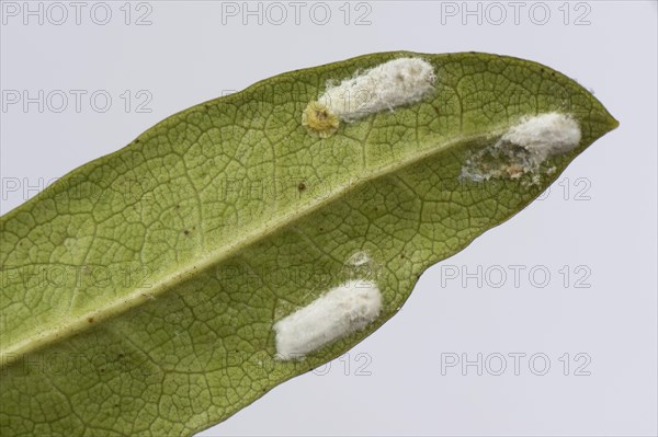 Cushion scale insect