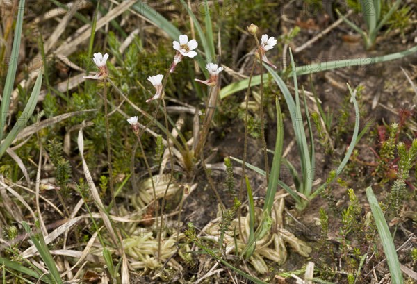 Pale Butterwort