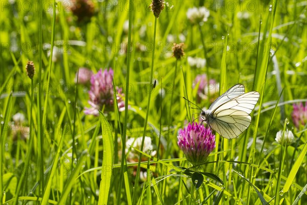 Black-veined White