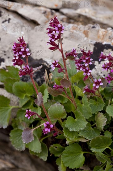 James' Saxifrage