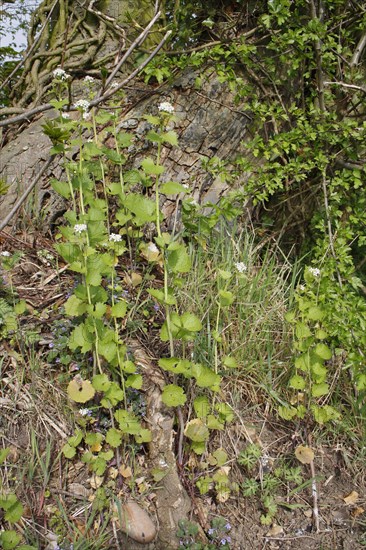 Garlic Mustard