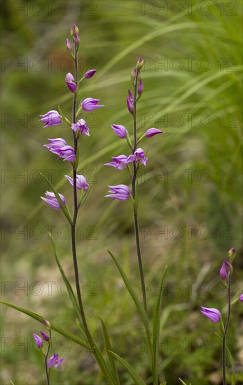 Flowering Red red helleborine