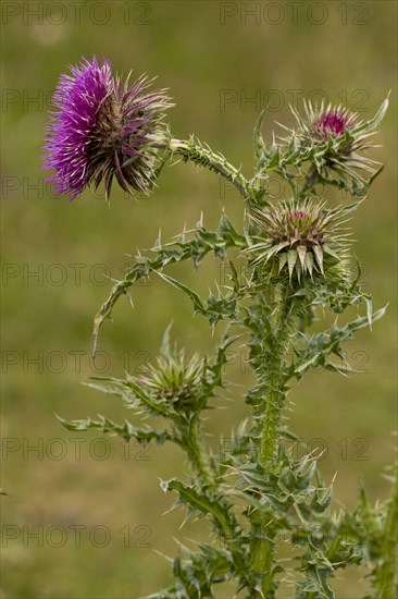 Musk thistle