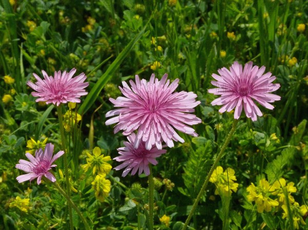 Pink hawk's beard