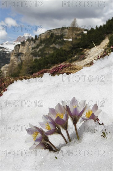 Anemone vernalis