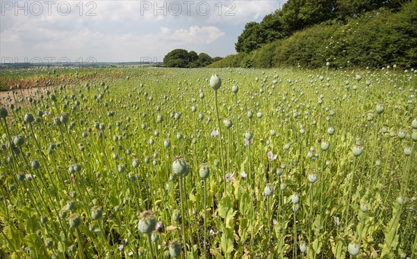 Cultivation of opium poppy