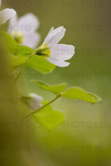 Common wood sorrel