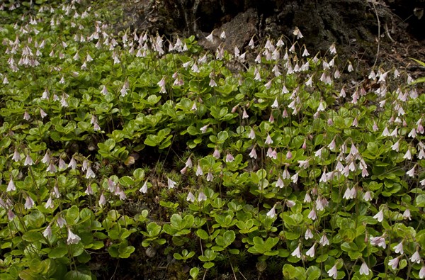 Twinflower