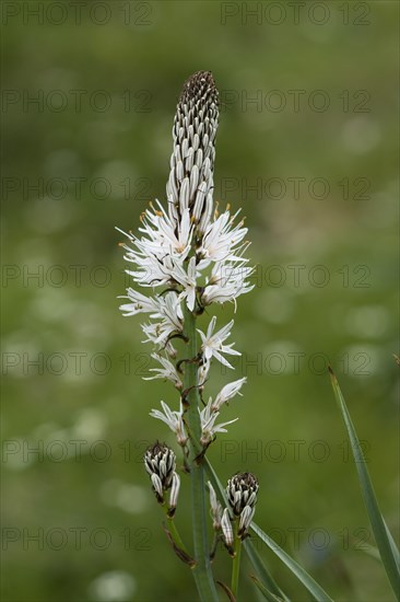 White white asphodel