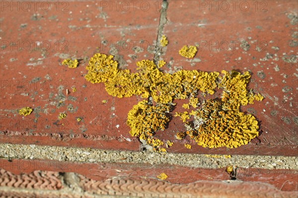 Common orange lichen