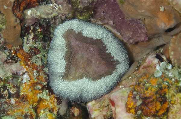 Giant Cup Mushroom