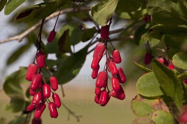 European Barberry