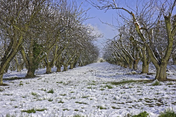 Cultivated apple trees