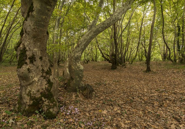 Forest habitat of the Oriental oriental plane