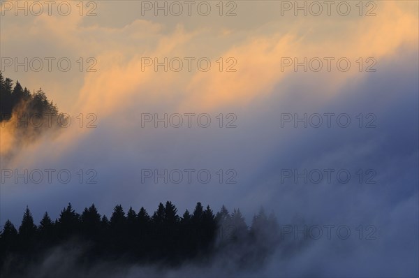 Norway Spruce