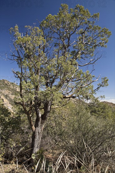 Alligator juniper