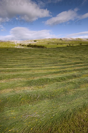 Newly mown hay meadow in the Highlands