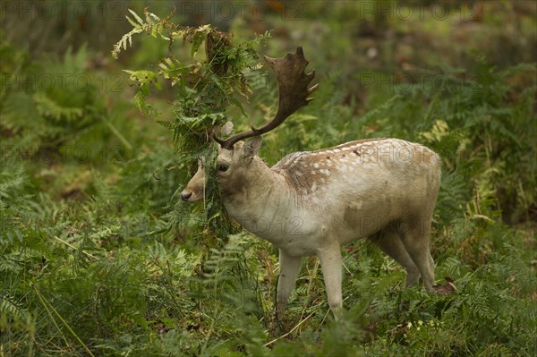 Fallow Deer