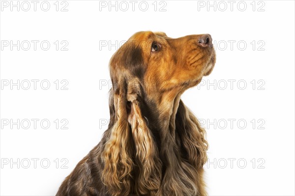 English Cocker Spaniel