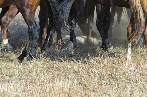 Traditional Kokpar or Buzkashi on the edge of Gabagly National Park