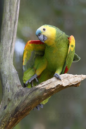 Blue-fronted Parrot or blue-fronted amazon