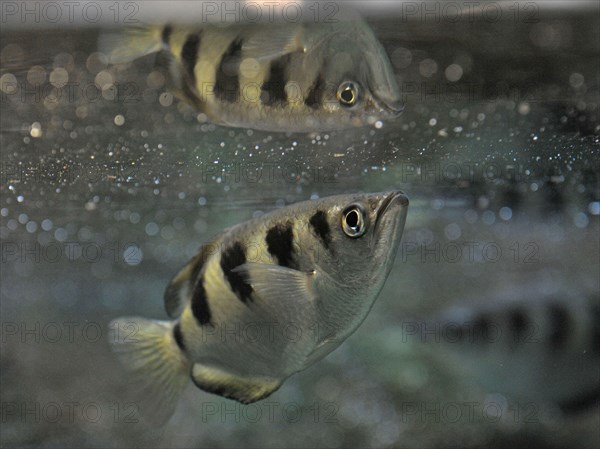 Archerfish