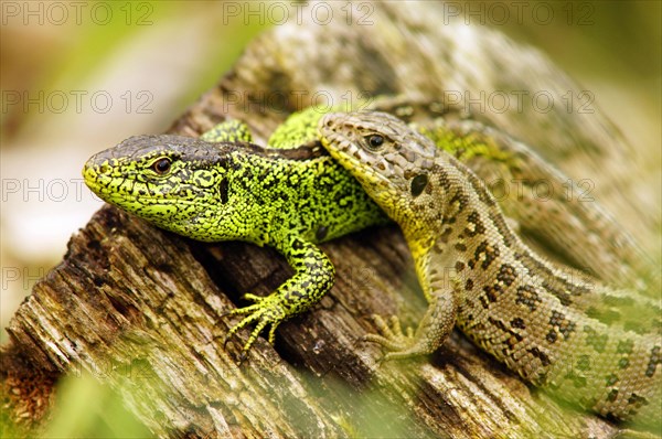 Sand lizards