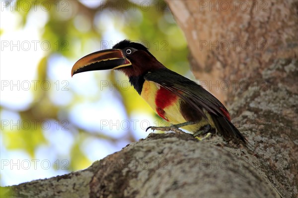 Brown-eared macaw