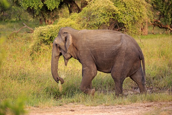 Sri lankan elephant