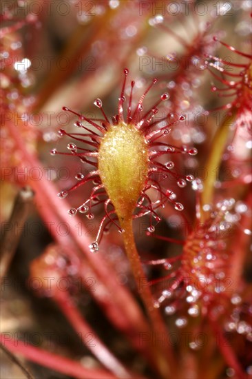 Median sundew