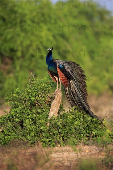 Indian peafowl