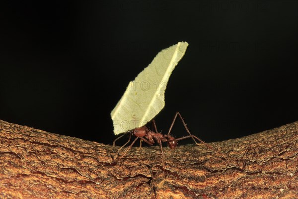 Leafcutter ant