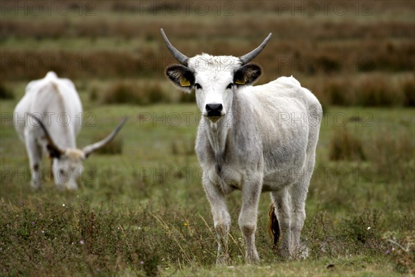 Hungarian grey cattle