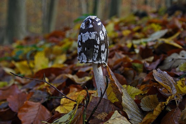 Elster ink cap