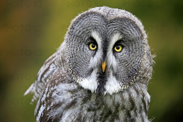 Great Grey Owl