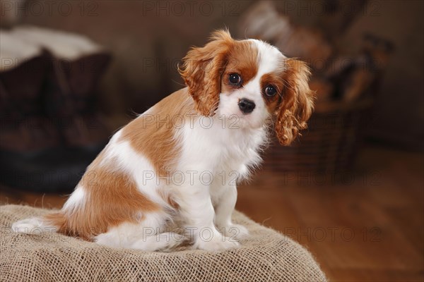 Cavalier King Charles Spaniel