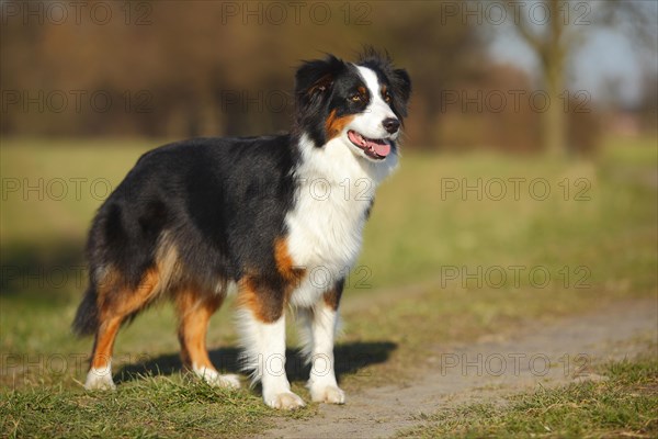 Australian Shepherd