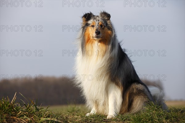 Scottish shepherd dog