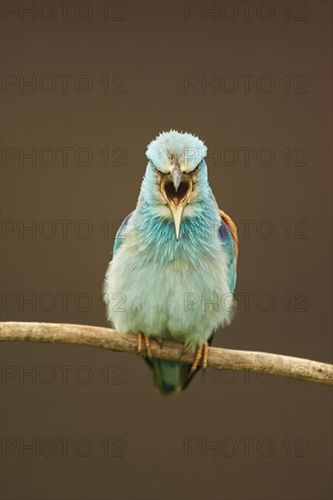 Blue european roller