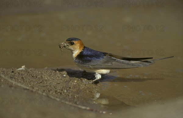 Reborn red-rumped swallow