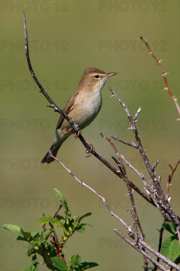 Brush Warbler