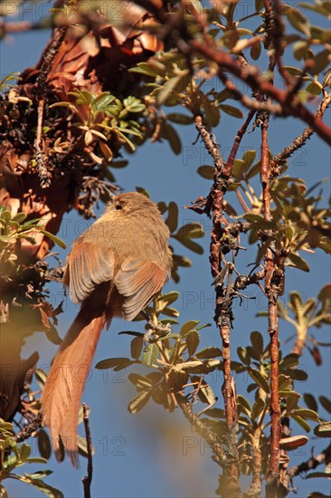 Tawny Tit-spinetail