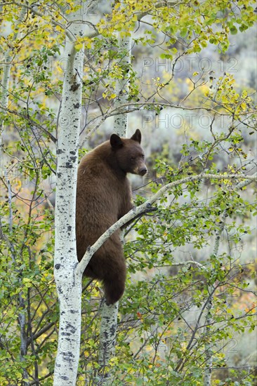 American Black Bear