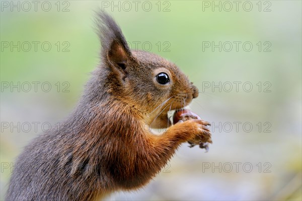 Adult Eurasian red eurasian red squirrel