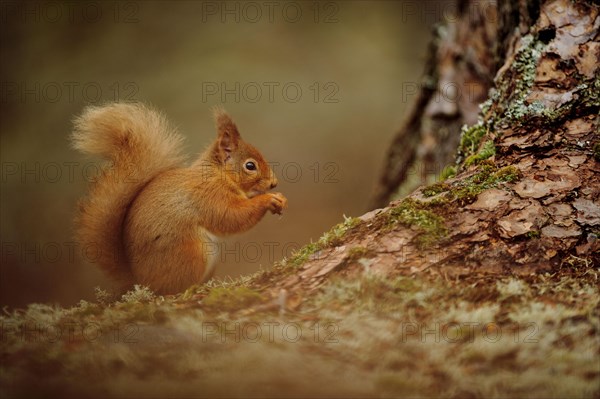 Eurasian red eurasian red squirrel