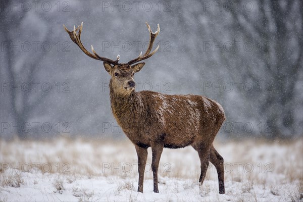 Red deer